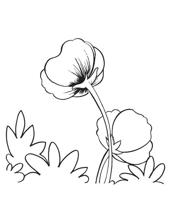 Раскраска: Мак (Природа и Времена года) #162539 - Бесплатные раскраски для печати
