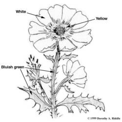 Раскраска: Антилопа (Животные) #22664 - Бесплатные раскраски для печати