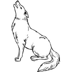 Раскраски: Койот - Бесплатные раскраски для печати