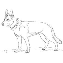 Раскраска: Немецкая овчарка (Животные) #214078 - Бесплатные раскраски для печати