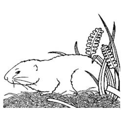 Раскраска: Морская свинка (Животные) #18494 - Бесплатные раскраски для печати