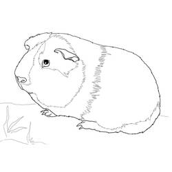 Раскраска: Морская свинка (Животные) #211142 - Бесплатные раскраски для печати