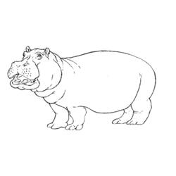 Раскраска: Бегемот (Животные) #8614 - Бесплатные раскраски для печати