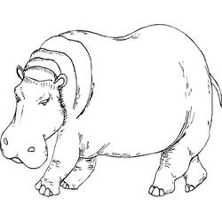 Раскраска: Бегемот (Животные) #8665 - Бесплатные раскраски для печати