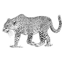 Раскраски: Леопард - Бесплатные раскраски для печати