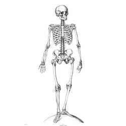 Раскраска: Скелет (Персонажи) #147410 - Бесплатные раскраски для печати