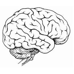 Раскраска: Human Brain (Обучение и Образование) #185397 - Бесплатные раскраски для печати