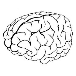 Раскраска: Human Brain (Обучение и Образование) #185402 - Бесплатные раскраски для печати