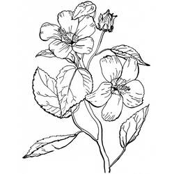 Раскраска: Цветок (Природа и Времена года) #170877 - Бесплатные раскраски для печати
