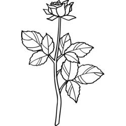 Раскраска: Розы (Природа и Времена года) #161973 - Бесплатные раскраски для печати
