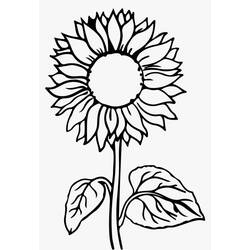 Раскраска: Подсолнух (Природа и Времена года) #171054 - Бесплатные раскраски для печати