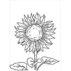 Раскраска: Подсолнух (Природа и Времена года) #171058 - Бесплатные раскраски для печати